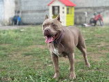 Elektra, chienne American Bully à adopter