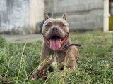 Elektra, chienne American Bully à adopter