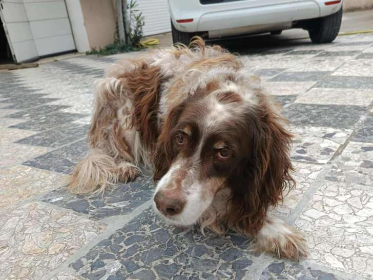 Jackou, Setter Anglais à adopter en association