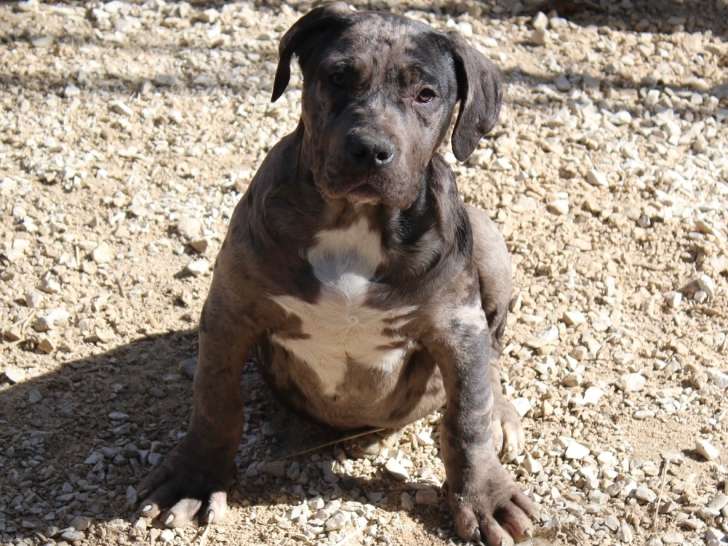Chiots American Bully XXL à vendre
