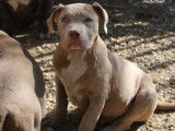 Chiots American Bully XXL à vendre