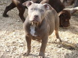 Chiots American Bully XXL à vendre
