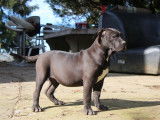 Chiots American Bully XXL à vendre