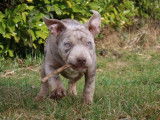 Chiots American Bully XXL à vendre