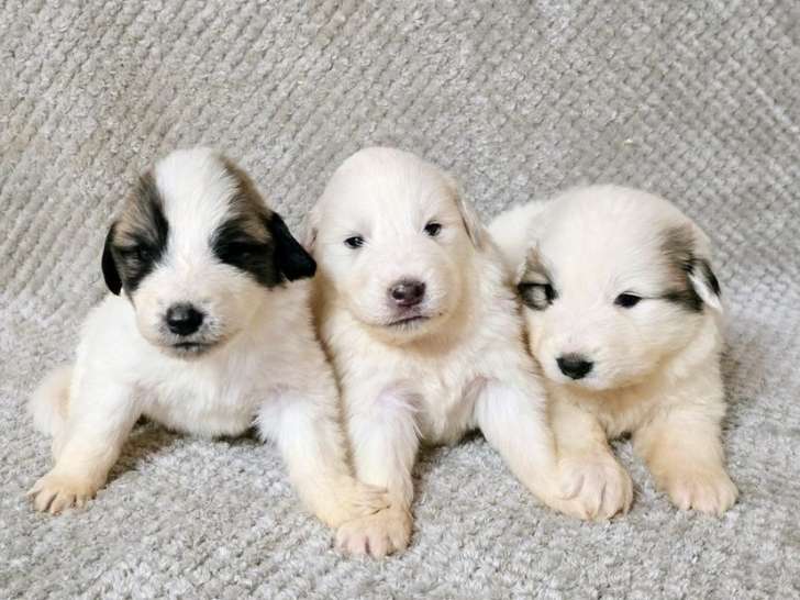 À réserver, 11 chiots Montagne des Pyrénées LOF