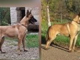 4 chiots Bergers Belges Malinois LOF à vendre
