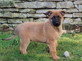 4 chiots Bergers Belges Malinois LOF à vendre