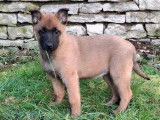 4 chiots Bergers Belges Malinois LOF à vendre