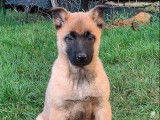 4 chiots Bergers Belges Malinois LOF à vendre