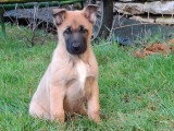 4 chiots Bergers Belges Malinois LOF à vendre