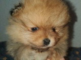 À vendre, 4 femelles Spitz nains Pomeranian LOF nées en décembre 2025, orange