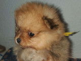 À vendre, 4 femelles Spitz nains Pomeranian LOF nées en décembre 2025, orange