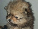 À vendre, 4 femelles Spitz nains Pomeranian LOF nées en décembre 2025, orange