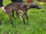 À vendre, mâle Petit Lévrier Italien LOF adulte fauve charbonnéÀ vendre, mâle Petit Lévrier Italien LOF adulte fauve charbonné