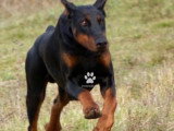À réserver, 6 chiots Dobermann LOF nés en février 2026, 3 mâles et 2 femelles noir et feu