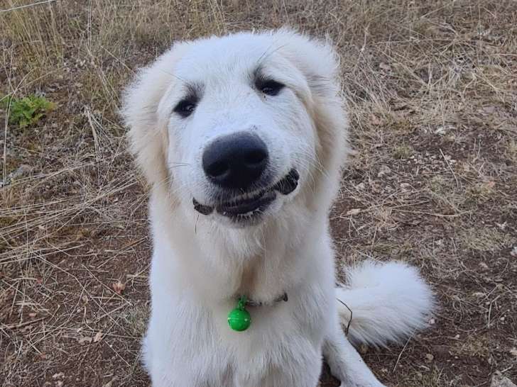 Mâle Patou (Montagne des Pyrénées) LOF à vendre