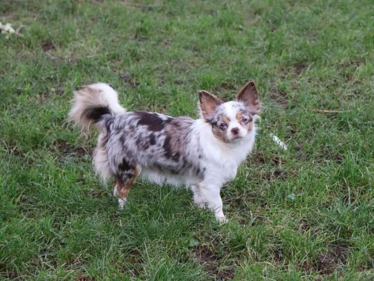 À vendre, femelle Chihuahua adulte née en août 2023, poil long