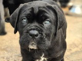 À vendre, 5 chiots Cane Corso LOF nés en décembre 2025, 4 mâles et 1 femelle noir et gris