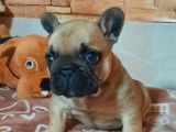 À réserver, 2 chiots mâles Bouledogue Français LOF fauves, nés en janvier 2026