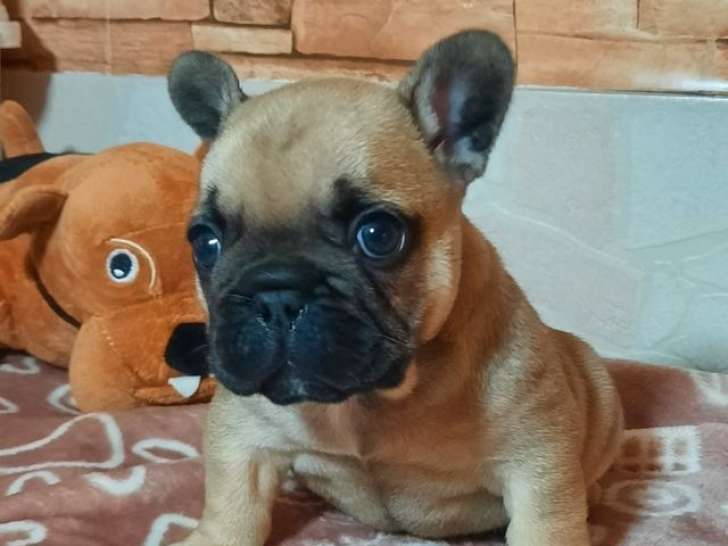 À réserver, 2 chiots mâles Bouledogue Français LOF fauves, nés en janvier 2026