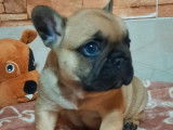 À réserver, 2 chiots mâles Bouledogue Français LOF fauves, nés en janvier 2026