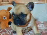 À réserver, 2 chiots mâles Bouledogue Français LOF fauves, nés en janvier 2026