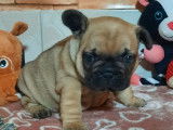 À réserver, 2 chiots mâles Bouledogue Français LOF fauves, nés en janvier 2026