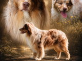 1 étalon Berger Australien LOF rouge merle disponible pour saillie