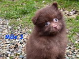 À vendre, 3 mâles chiots Spitz petit chocolat, nés le 8 décembre 2025, disponibles