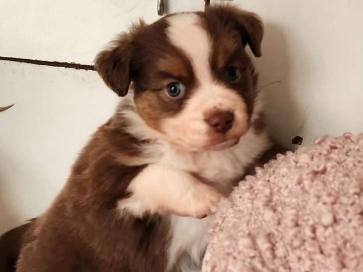 À réserver, des chiots Berger Américain Miniature LOF, nés le 21 janvier 2026, disponibles en mars