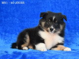 Chiot Berger des Shetland LOF à vendre