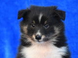 Chiot Berger des Shetland LOF à vendre
