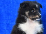 Chiot Berger des Shetland LOF à vendre