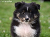 Chiot Berger des Shetland LOF à vendre