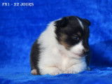 Chiot femelle Berger des Shetland LOF à vendre