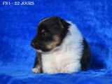Chiot femelle Berger des Shetland LOF à vendre
