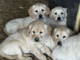 À réserver, 7 magnifiques chiots Golden Retriever, 4 mâles et 3 femelles nés le 7 janvier 2026
