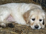 À réserver, 7 magnifiques chiots Golden Retriever, 4 mâles et 3 femelles nés le 7 janvier 2026