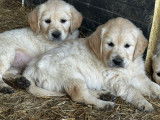 À réserver, 7 magnifiques chiots Golden Retriever, 4 mâles et 3 femelles nés le 7 janvier 2026