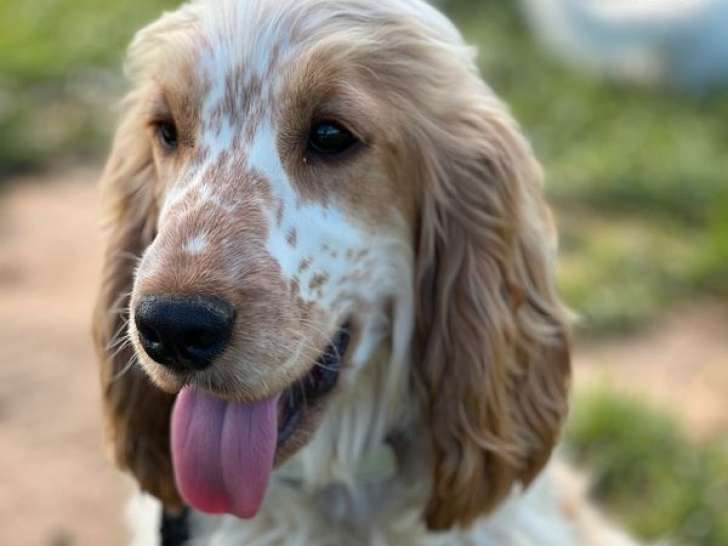 À vendre, 1 mâle reproducteur Cocker Anglais LOF orange et blanc