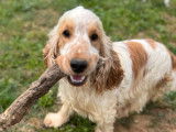 À vendre, 1 mâle reproducteur Cocker Anglais LOF orange et blanc