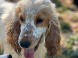 À vendre, 1 mâle reproducteur Cocker Anglais LOF orange et blanc