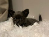À vendre, un chiot mâle Chihuahua poil long bleu (non LOF)