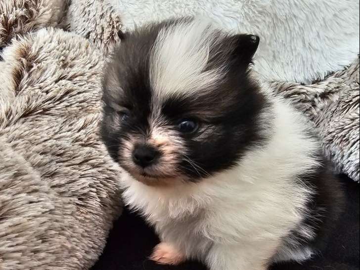 À réserver, 4 chiots Spitz Nain, 2 mâles et 2 femelles nés en janvier 2026