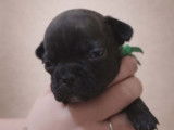 À réserver, 5 mâles et 1 femelle chiots Bouledogue Français, disponibles à partir du 11 mars 2026
