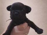 À réserver, 5 mâles et 1 femelle chiots Bouledogue Français, disponibles à partir du 11 mars 2026