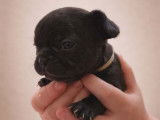 À réserver, 5 mâles et 1 femelle chiots Bouledogue Français, disponibles à partir du 11 mars 2026