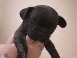 À réserver, 5 mâles et 1 femelle chiots Bouledogue Français, disponibles à partir du 11 mars 2026