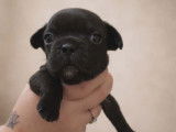À réserver, 5 mâles et 1 femelle chiots Bouledogue Français, disponibles à partir du 11 mars 2026