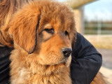 À vendre, 3  chiots femelles Dogue du Tibet LOF